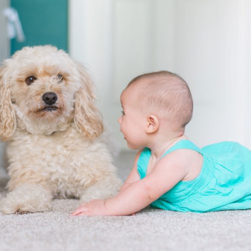 Carpets spot cleaned with Conquer are safe and healthy for children and pets