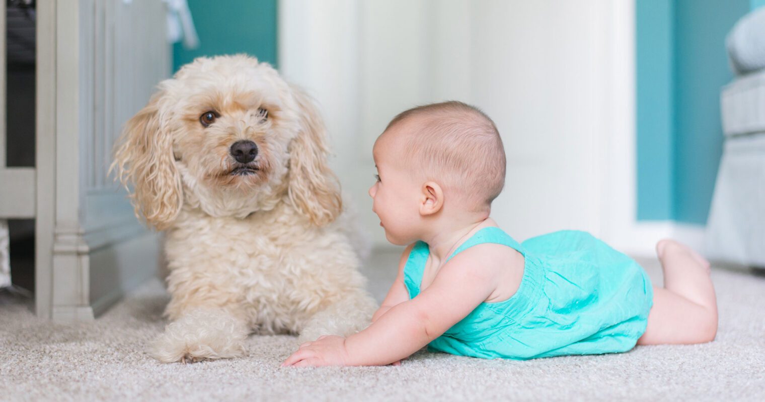 Carpets spot cleaned with Conquer are safe and healthy for children and pets