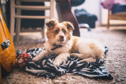 Urine decontamination blog post